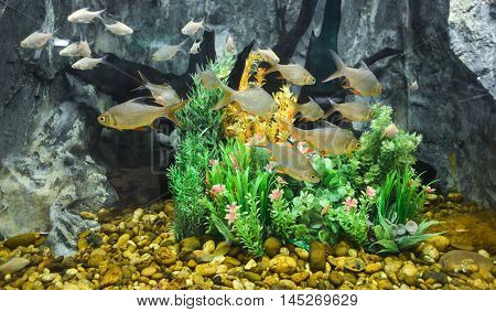 Schwanen Feld's tinfoil barb in Fish tank