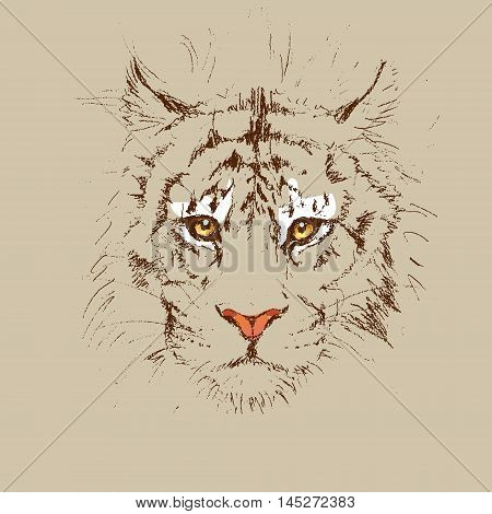 Adult Tiger Graphic, Icon, Vector