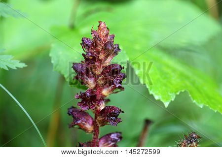 Flowers of the broomrape Orobanche gracilis a parasitic orchid.