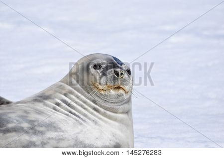Weddell seal lying on the snow at Antarctica
