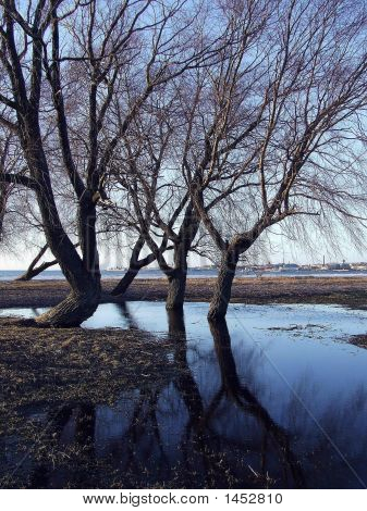Reflection Of The Trees
