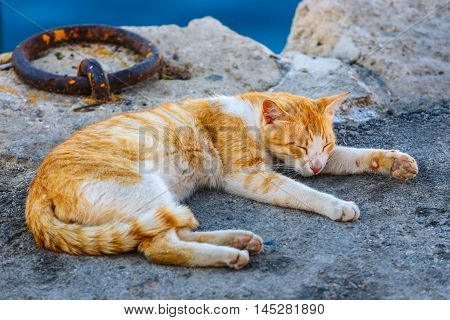 portrait  of lying gignger cat, close up
