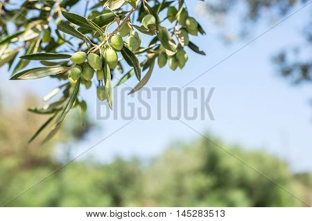 Branch of olive tree with berries on it. Closeup.