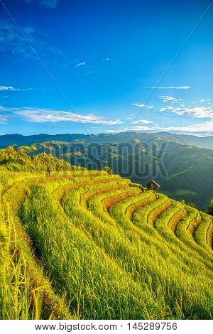 Rice Fields On Terraced