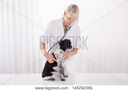 Young Female Vet Examining Dog With Stethoscope In Hospital