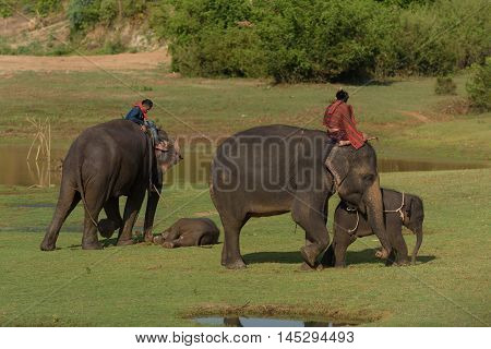 two pairs big elephant and baby walking in the jungle with mahout