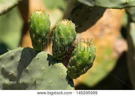 Cactus prickly pear opuntia with unripe fruits
