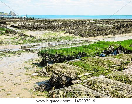 Oyster farms with growing oysters in lowtide. Cancale, France
