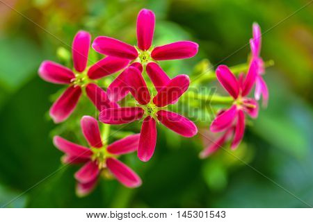 Pink Rangoon creeper Blooming in the nature