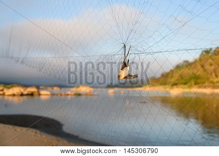 little bird caught in the net trap