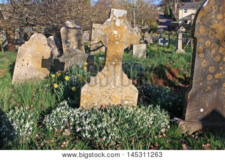 Snowdrops in a graveyard in the Spring