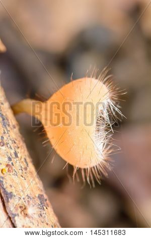 Cookeina Sulcipes