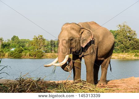 big elephant with long ivory is eating
