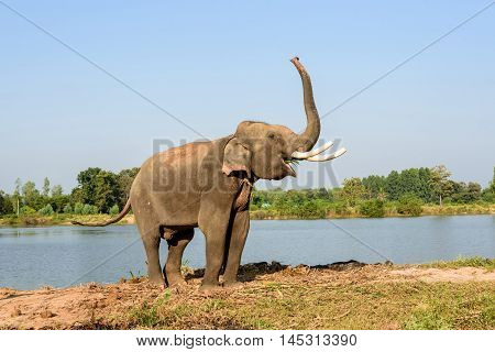 elephant with long ivory raise its trunk while eating