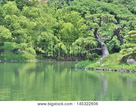 Pine tree with lake in Ritsurin Garden in Takamatsu city, Kagawa Prefecture, Japan. Ritsurin Garden is one of the most famous historical gardens in Japan.