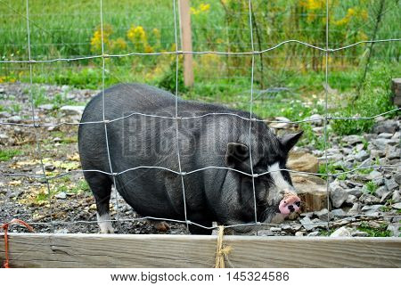 Young Black Pig Enclosed in a Pig Pen