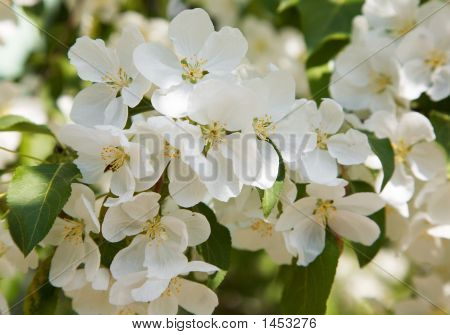 Flores de Manzano