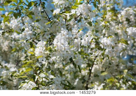 Flores de Manzano