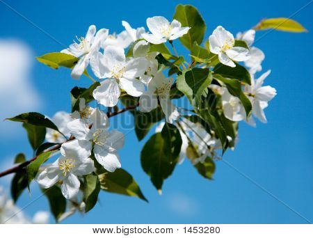 Flores de Manzano