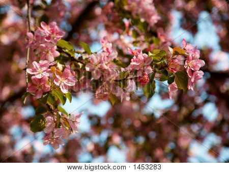 Flores de Manzano
