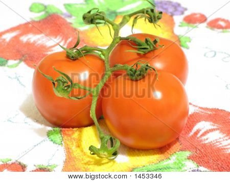 Albero del pomodoro
