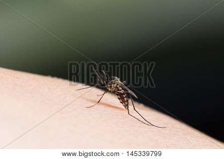 Aedes Aegypti Mosquito.