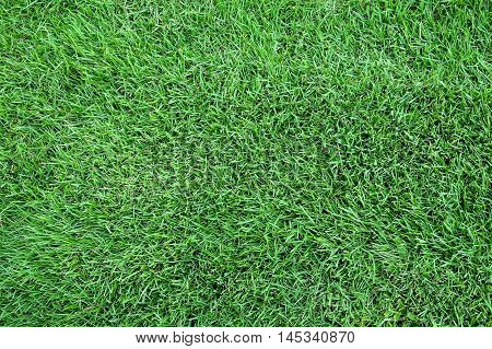Green lawn , Greensward for a background.