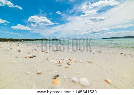 shells on the sand in Cala Brandinchi Sardinia