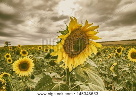 Is the photograph of a sunflower in a field full of sunflowers stormy summer afternoon
