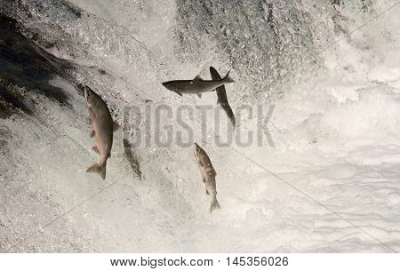 Sockeye Salmon Jumping