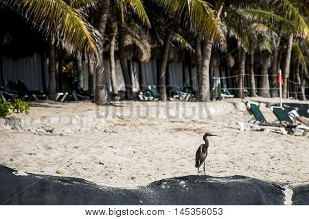 Mexican heron bird at the beach del carmen in yucatan 5