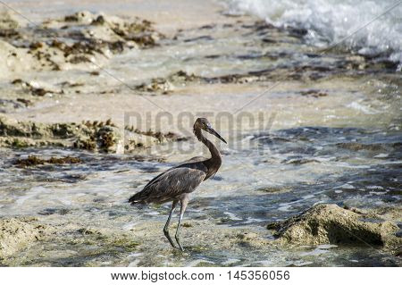 Mexican heron bird at the beach del carmen in yucatan 4