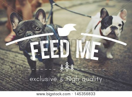 Feed Me Hungry hunger Food Eat Pet Starvation Concept