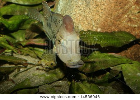 Redhead cichlide (Geophagus steindachneri)