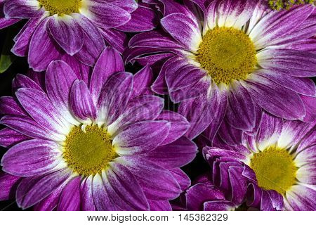 Aster Flower Asteraceae Garden Summer Floral Impression