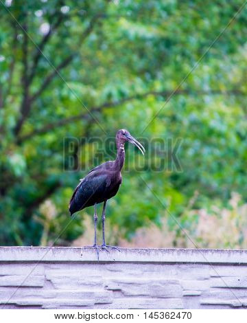 The Plegadis falcinellus bird. (Threskiornithidae). Glossy Ibis in wildlife. Unusual african wading bird.