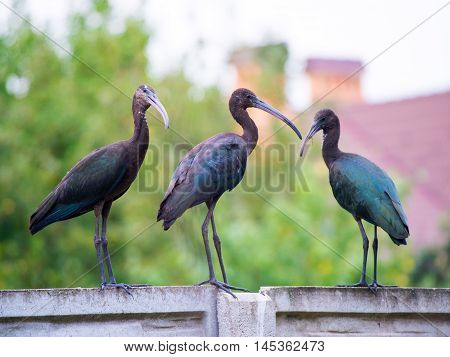 The Plegadis falcinellus bird. (Threskiornithidae). Glossy Ibis in wildlife. Unusual african wading bird.