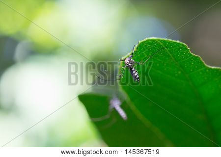 Mosquito On Leaf