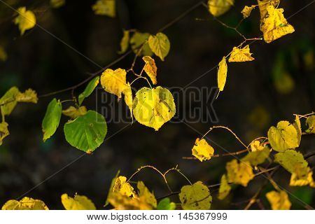 Yellow Autumnal Linden Foliage