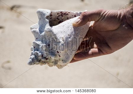 Shell conch at the beach in mexico yucatan