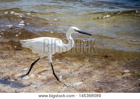 Mexican heron bird at the beach del carmen in yucatan 2