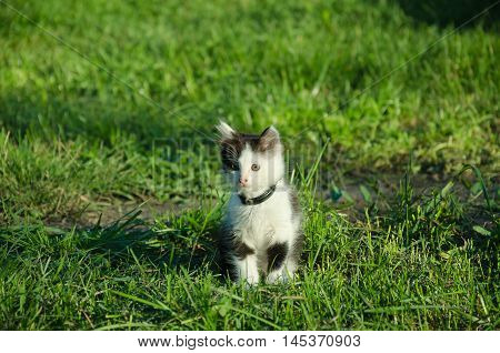 in the summer garden kitten Black and white color sitting on green grass with green eyes afraid