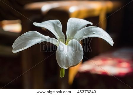 A Plumier Flower With Out The Stem