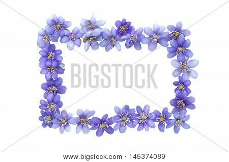 Hepatica nobilis blue flower on a white background