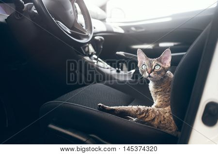 Beautiful Devon Rex cat is sitting in a car seat. Cat is feeling comfortable and relaxed. Train your cat to travel together. Reducing Cat Stress during Car Rides. Cat is inside a car. Travel with pets