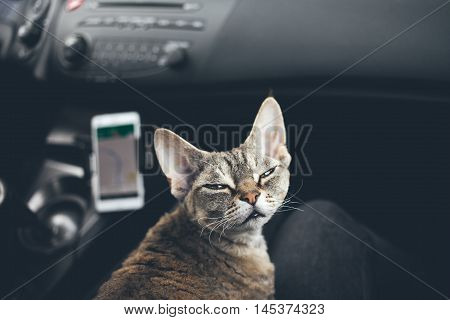 Cat is traveling in a car. Adorable devon rex cat is sitting on a lap and enjoying the road. Road tripping with your cat can be fun
