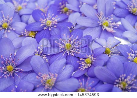 Hepatica nobilis blue flower on a white background