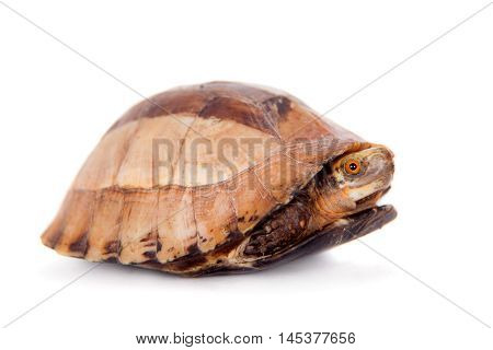 The Indochinese box turtle, Cuora galbinifrons, isolated on white background