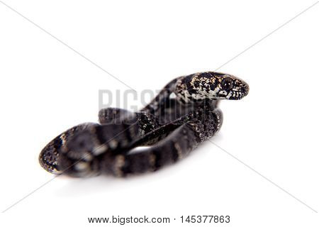 Clouded snake, Sibon nebulatus, isolated on white background
