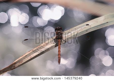 Male Common Darter (Sympetrum striolatum) dragonfly from the family Libellulidae. The beauty of the insect is accentuated by the dazzling back drop of sparkling light reflecting off the water underneath.